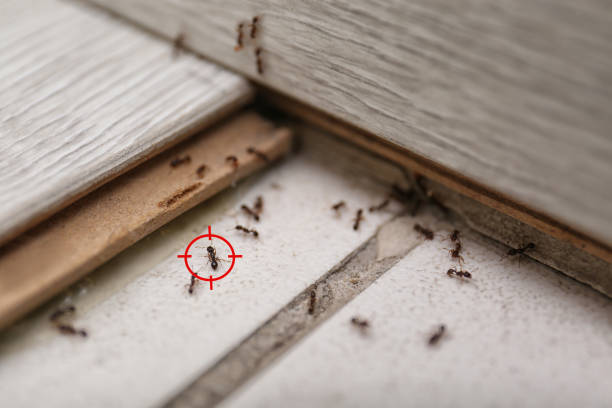 Best Affordable Pest Control Services  in Arcadia, LA