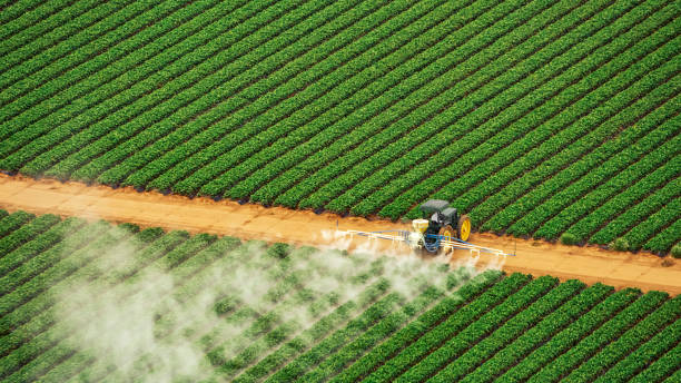 Best Ant Control Services  in Arcadia, LA