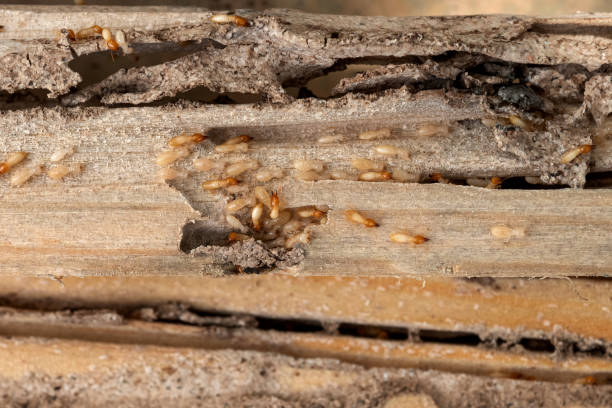 Best Wasp Removal Services  in Arcadia, LA